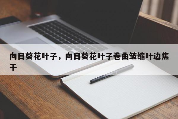 向日葵花叶子，向日葵花叶子卷曲皱缩叶边焦干-第1张图片-我家生活百科