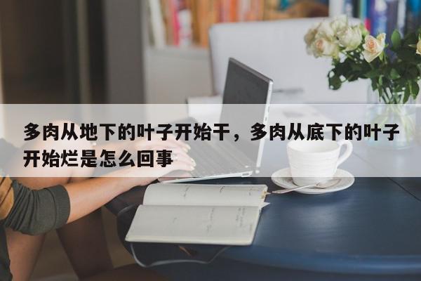 多肉从地下的叶子开始干，多肉从底下的叶子开始烂是怎么回事-第1张图片-我家生活百科