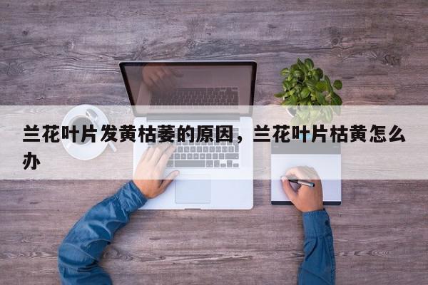 兰花叶片发黄枯萎的原因，兰花叶片枯黄怎么办-第1张图片-我家生活百科