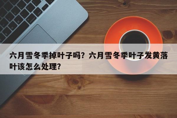 六月雪冬季掉叶子吗？六月雪冬季叶子发黄落叶该怎么处理？-第1张图片-我家生活百科