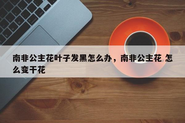 南非公主花叶子发黑怎么办，南非公主花 怎么变干花-第1张图片-我家生活百科