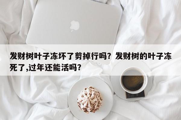 发财树叶子冻坏了剪掉行吗？发财树的叶子冻死了,过年还能活吗？-第1张图片-我家生活百科