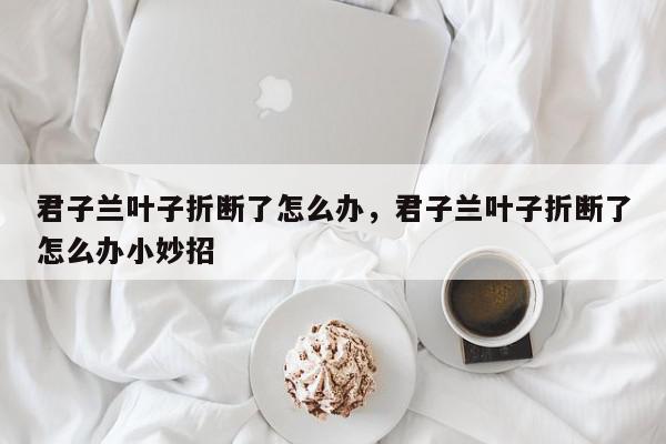 君子兰叶子折断了怎么办，君子兰叶子折断了怎么办小妙招-第1张图片-我家生活百科