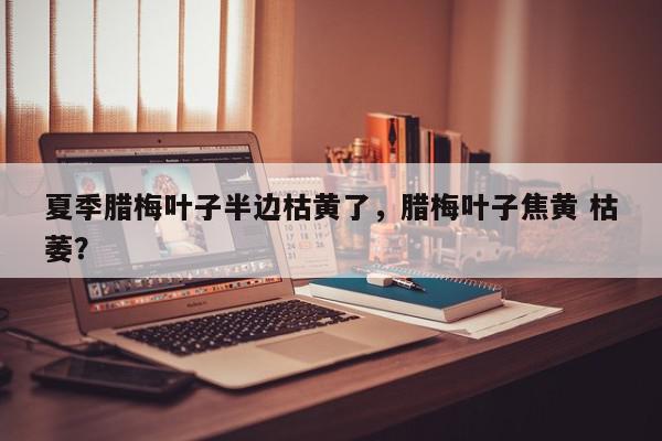 夏季腊梅叶子半边枯黄了，腊梅叶子焦黄 枯萎？-第1张图片-我家生活百科