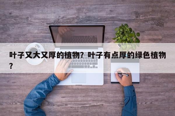 叶子又大又厚的植物？叶子有点厚的绿色植物？-第1张图片-我家生活百科