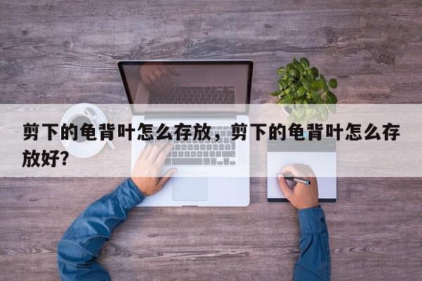 剪下的龟背叶怎么存放，剪下的龟背叶怎么存放好？-第1张图片-我家生活百科