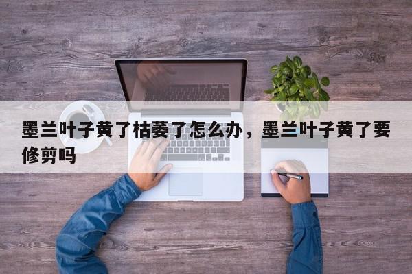 墨兰叶子黄了枯萎了怎么办，墨兰叶子黄了要修剪吗-第1张图片-我家生活百科