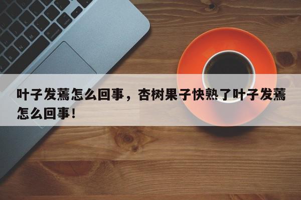叶子发蔫怎么回事，杏树果子快熟了叶子发蔫怎么回事！-第1张图片-我家生活百科