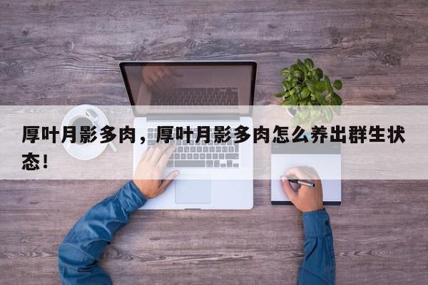 厚叶月影多肉，厚叶月影多肉怎么养出群生状态！-第1张图片-我家生活百科