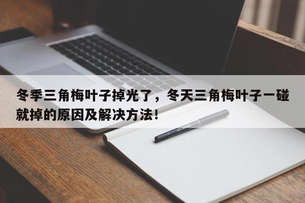 冬季三角梅叶子掉光了，冬天三角梅叶子一碰就掉的原因及解决方法！-第1张图片-我家生活百科
