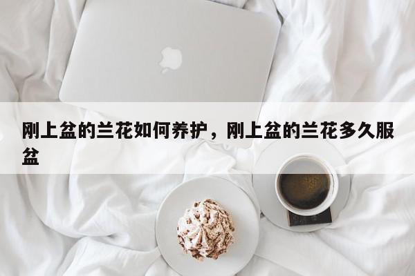 刚上盆的兰花如何养护，刚上盆的兰花多久服盆-第1张图片-我家生活百科