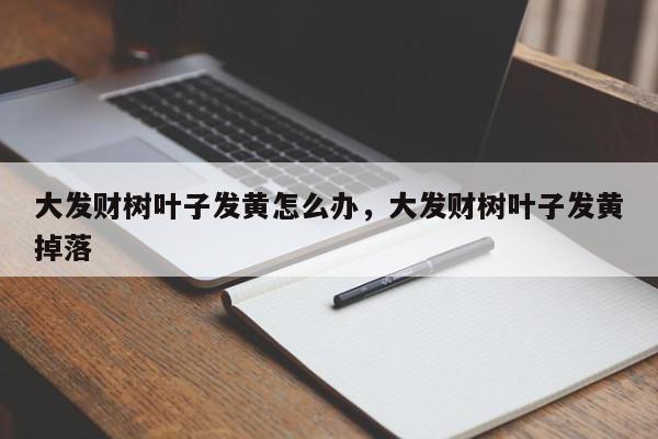 大发财树叶子发黄怎么办，大发财树叶子发黄掉落-第1张图片-我家生活百科