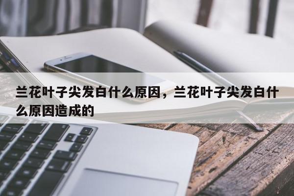 兰花叶子尖发白什么原因，兰花叶子尖发白什么原因造成的-第1张图片-我家生活百科
