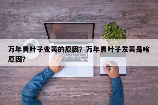 万年青叶子变黄的原因？万年青叶子发黄是啥原因？-第1张图片-我家生活百科