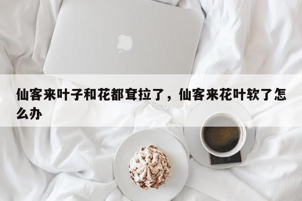 仙客来叶子和花都耷拉了，仙客来花叶软了怎么办-第1张图片-我家生活百科