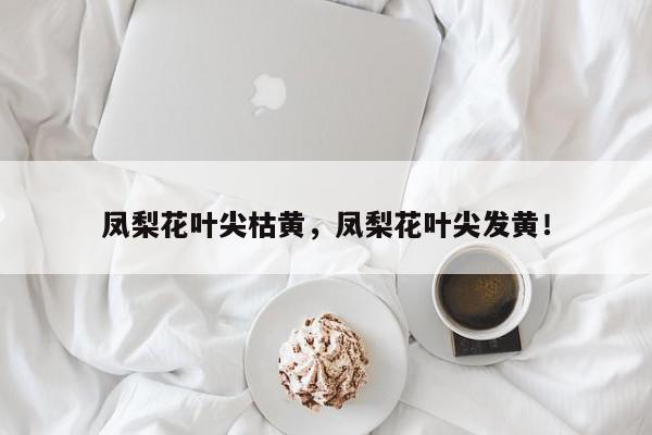 凤梨花叶尖枯黄，凤梨花叶尖发黄！-第1张图片-我家生活百科