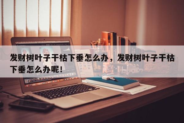 发财树叶子干枯下垂怎么办，发财树叶子干枯下垂怎么办呢！-第1张图片-我家生活百科