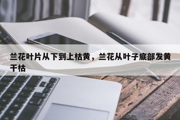 兰花叶片从下到上枯黄，兰花从叶子底部发黄干枯-第1张图片-我家生活百科