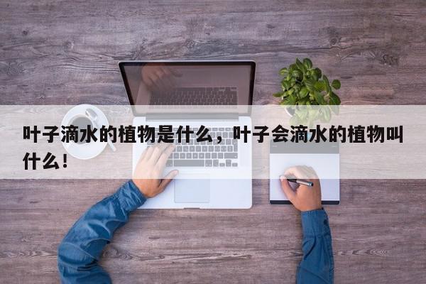 叶子滴水的植物是什么，叶子会滴水的植物叫什么！-第1张图片-我家生活百科