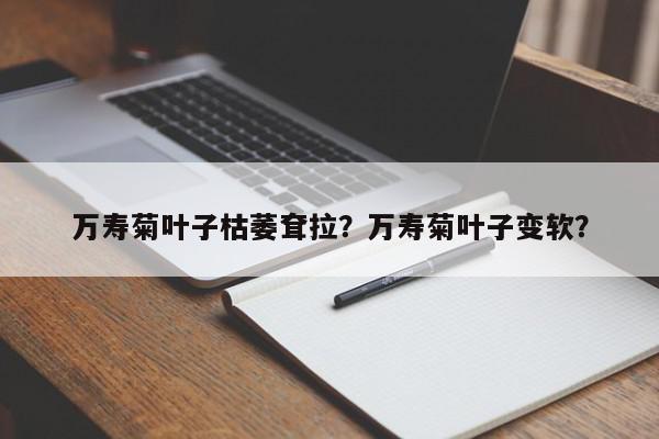 万寿菊叶子枯萎耷拉？万寿菊叶子变软？-第1张图片-我家生活百科