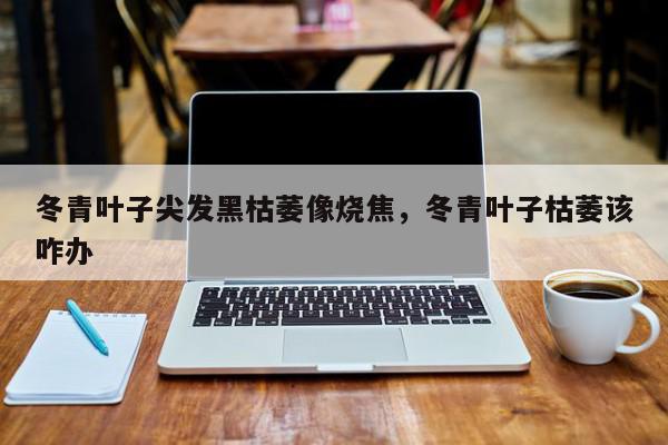 冬青叶子尖发黑枯萎像烧焦，冬青叶子枯萎该咋办-第1张图片-我家生活百科