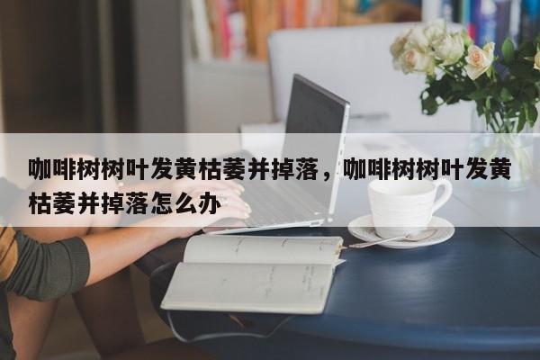 咖啡树树叶发黄枯萎并掉落，咖啡树树叶发黄枯萎并掉落怎么办-第1张图片-我家生活百科