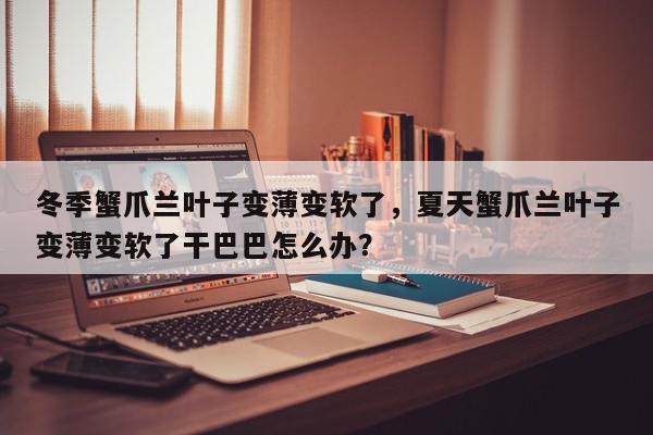 冬季蟹爪兰叶子变薄变软了，夏天蟹爪兰叶子变薄变软了干巴巴怎么办？-第1张图片-我家生活百科