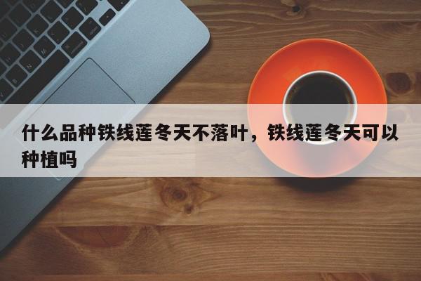 什么品种铁线莲冬天不落叶，铁线莲冬天可以种植吗-第1张图片-我家生活百科
