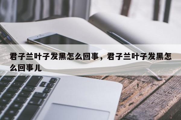 君子兰叶子发黑怎么回事，君子兰叶子发黑怎么回事儿-第1张图片-我家生活百科