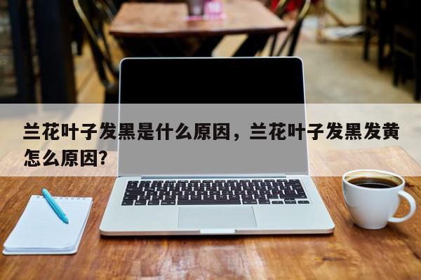 兰花叶子发黑是什么原因，兰花叶子发黑发黄怎么原因？-第1张图片-我家生活百科