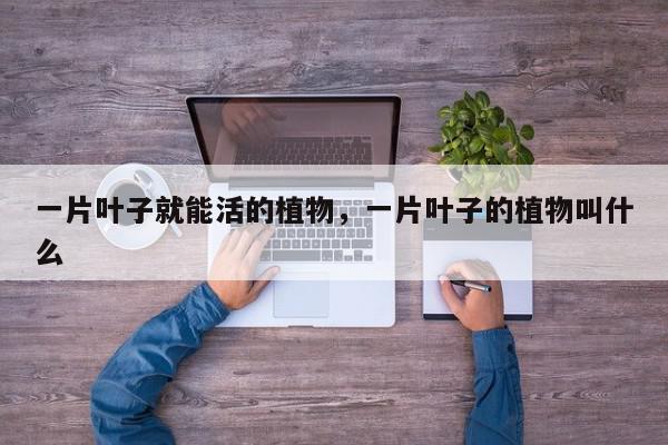 一片叶子就能活的植物，一片叶子的植物叫什么-第1张图片-我家生活百科