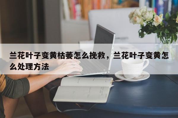兰花叶子变黄枯萎怎么挽救，兰花叶子变黄怎么处理方法-第1张图片-我家生活百科