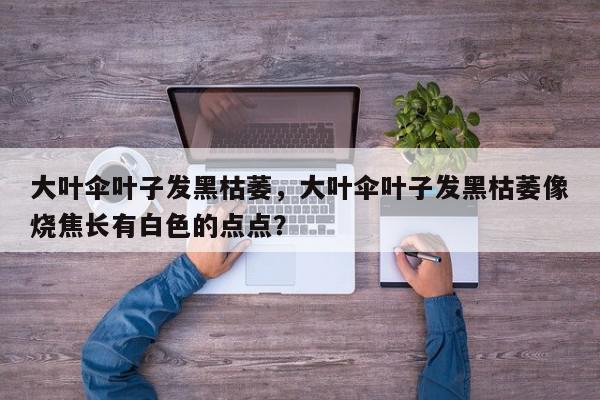 大叶伞叶子发黑枯萎，大叶伞叶子发黑枯萎像烧焦长有白色的点点？-第1张图片-我家生活百科