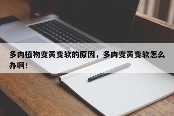 多肉植物变黄变软的原因，多肉变黄变软怎么办啊！-第1张图片-我家生活百科