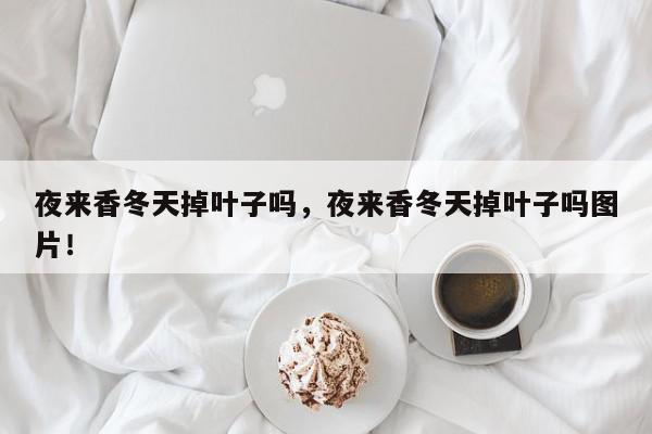 夜来香冬天掉叶子吗，夜来香冬天掉叶子吗图片！-第1张图片-我家生活百科