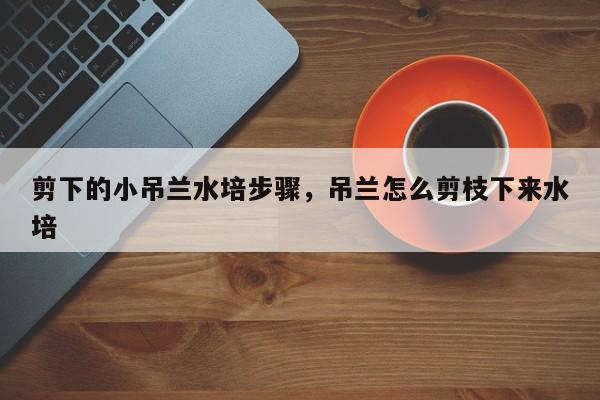 剪下的小吊兰水培步骤，吊兰怎么剪枝下来水培-第1张图片-我家生活百科