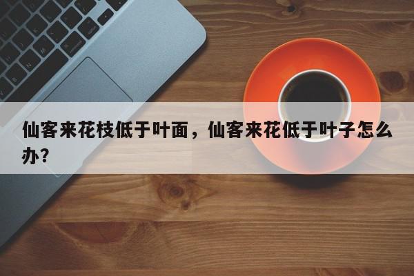 仙客来花枝低于叶面，仙客来花低于叶子怎么办？-第1张图片-我家生活百科