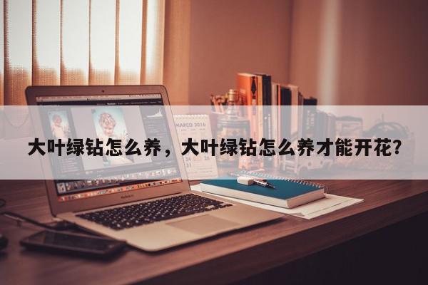 大叶绿钻怎么养，大叶绿钻怎么养才能开花？-第1张图片-我家生活百科