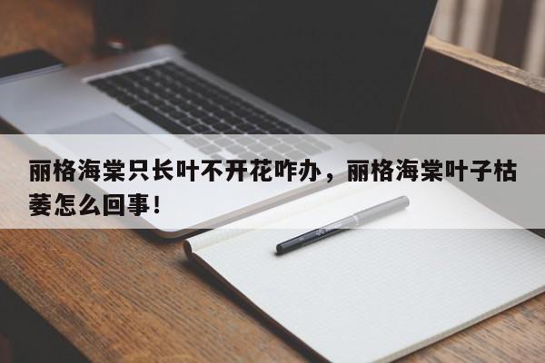 丽格海棠只长叶不开花咋办，丽格海棠叶子枯萎怎么回事！-第1张图片-我家生活百科