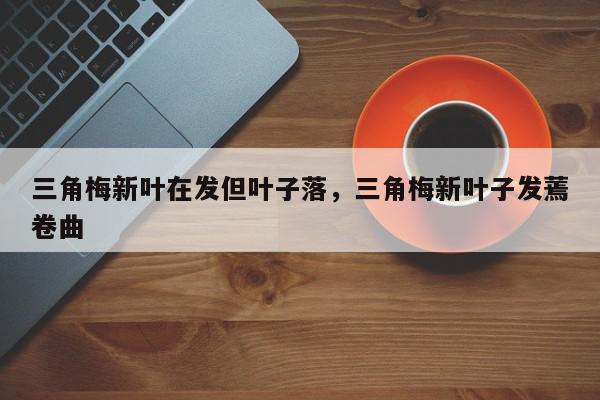 三角梅新叶在发但叶子落，三角梅新叶子发蔫卷曲-第1张图片-我家生活百科