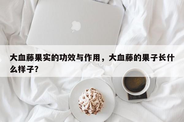 大血藤果实的功效与作用，大血藤的果子长什么样子？-第1张图片-我家生活百科
