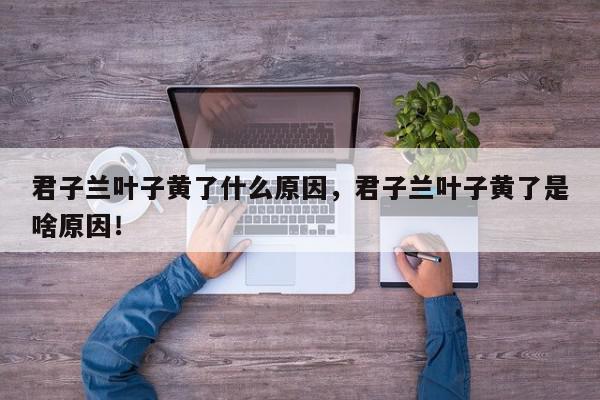 君子兰叶子黄了什么原因，君子兰叶子黄了是啥原因！-第1张图片-我家生活百科