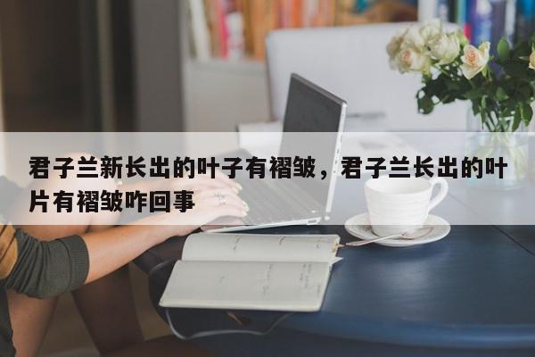 君子兰新长出的叶子有褶皱，君子兰长出的叶片有褶皱咋回事-第1张图片-我家生活百科