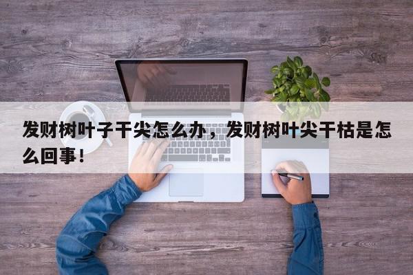 发财树叶子干尖怎么办，发财树叶尖干枯是怎么回事！-第1张图片-我家生活百科