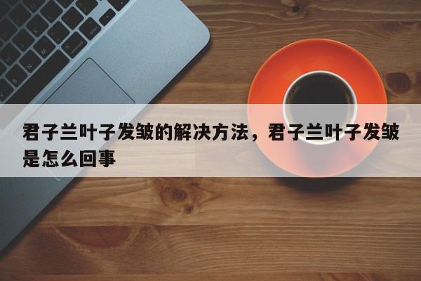 君子兰叶子发皱的解决方法，君子兰叶子发皱是怎么回事-第1张图片-我家生活百科