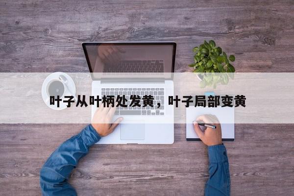 叶子从叶柄处发黄，叶子局部变黄-第1张图片-我家生活百科