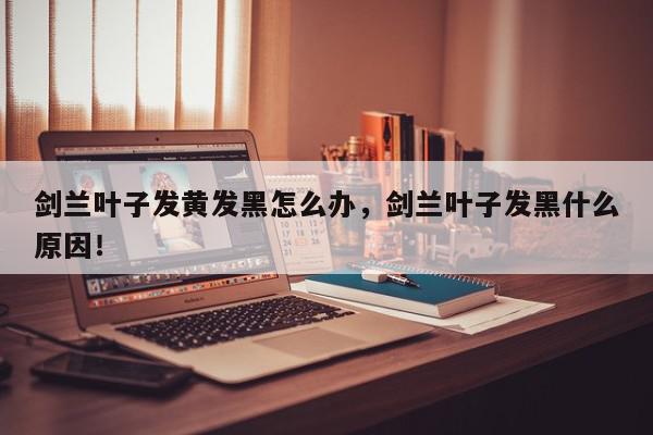 剑兰叶子发黄发黑怎么办，剑兰叶子发黑什么原因！-第1张图片-我家生活百科