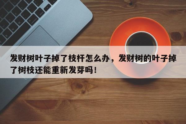 发财树叶子掉了枝杆怎么办，发财树的叶子掉了树枝还能重新发芽吗！-第1张图片-我家生活百科