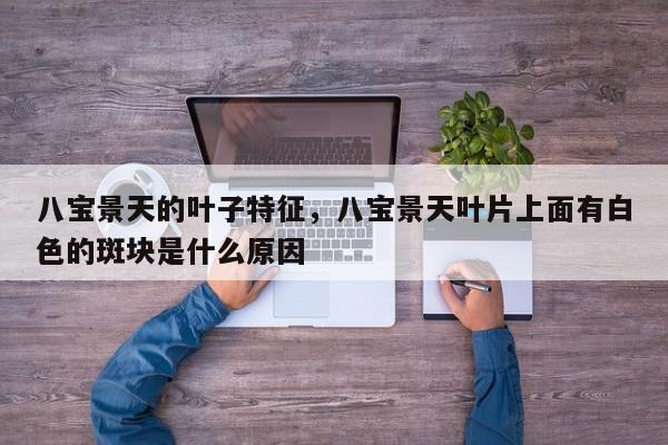 八宝景天的叶子特征，八宝景天叶片上面有白色的斑块是什么原因-第1张图片-我家生活百科