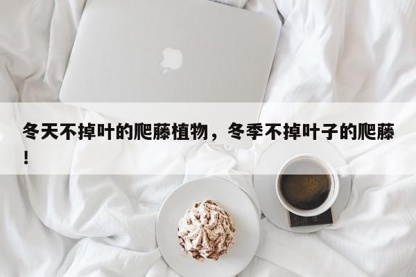 冬天不掉叶的爬藤植物，冬季不掉叶子的爬藤！-第1张图片-我家生活百科